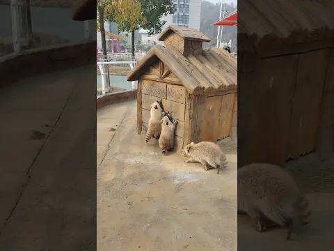Why Does This Raccoon Love Bouncing Along the Wall 小浣熊为什么喜欢靠墙跳？#animals 【跟着图尔去旅行】