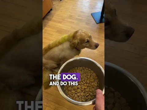 To eat on command #dogtraining