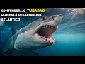 Download Lagu CONTENDER: O Maior Tubarão Branco Macho do Atlântico | Documentário sobre o Gigante de 750kg