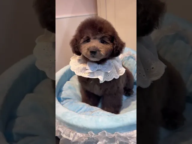 動画
