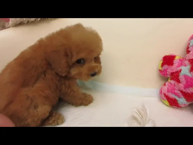 動画