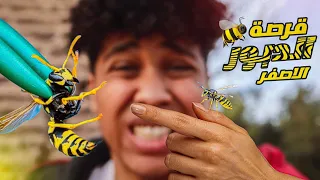 اتغلبت علي خوفي وجربت قرصة الدبور الاصفر                          دندنها