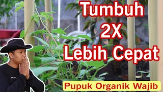 NGEBUT TUMBUHNYA ‼️Gunakan Pupuk ini Saja