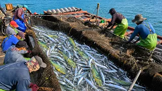 GO Turtle Island Seafood!Fixed fishing grounds,flying fish,skipjack tuna_突擊龜山島海鮮！梗枋定置漁場捕撈, 飛魚. 鰹魚大收穫