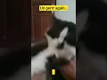 Download Lagu ungerr again.. #cat #kucing #viral #viralvideo