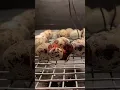 Baby Quail Hatching