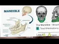 Anatomical position of Mandible