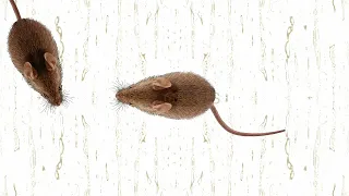 cat games suddenly being chased by mice want to try it