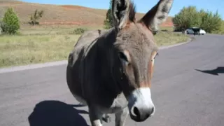 علي الشين الحمار 