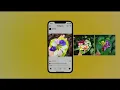 How to grow plumeria (Chafa) it’s care tips and types of chafa 