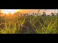 Download Lagu Story Wa Sawah || Aesthetic  Pesawahan || Sinematik alam #storywa
