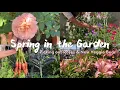 Download Lagu Spring in the Garden l Picking Out Roses for Cottage Garden \u0026 Making New Veggie Beds