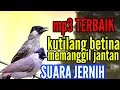 Lagu suara kutilang betina memanggil jantan || mp3 pikat terbaik