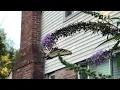 Butterfly Reflection - Thank you Jon Batiste for a beautiful song