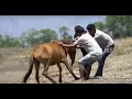 Download Lagu Menjinakkan Kuda Liar | AMAZING TRIP IN SIKKA (08/02/20) Part 1