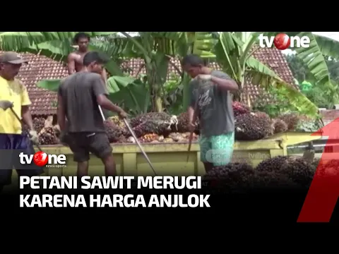 Harga TBS Sawit Anjlok, Petani: Tidak Sebanding Biaya Produksi