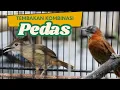 Download Lagu KAPAS TEMBAK GACOR VS TEPUS KEPALA ABU GACOR - MASTERAN BURUNG JUARA PALING PEDAS