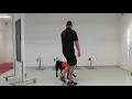 Dogs Can Sniff Out Malaria