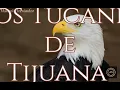 Los Tucanes De Tijuana - El Águila Blanca  (Letra)