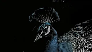 Lege Cy El Neyya ليجي سي النيه Official Audio 