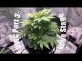 Surviving the Vegetative Stage with DWC Hydroponics Part 3