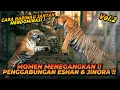 Download Lagu BISMILLAH PROGRAM BREEDING / PERKAW1NAN ESHAN JINORA YANG KE 2 ! TUMBEN ESHAN SEGALAK INI !!