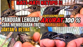 anti gambling panduan lengkap ii cara membedakan trotol jantan dan betina