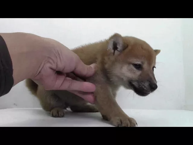 動画
