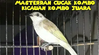 Download Masterran Gacor Untuk Cucak Kombo Yang Loyo Malas Kicau MP3