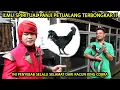 Download Lagu RAHASIA KEBAL BISA ULAR ‼️ BONGKAR ILMU SPIRITUAL PANJI PETUALANG - ILMU MERAH