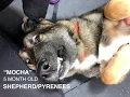 German Pyrenees Mix Mocha l Incredible Puppy Obedience l Hampton Roads Dog Trainers