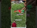 Download Lagu Alat Portable Praktis Untuk Potong Rumput #shorts