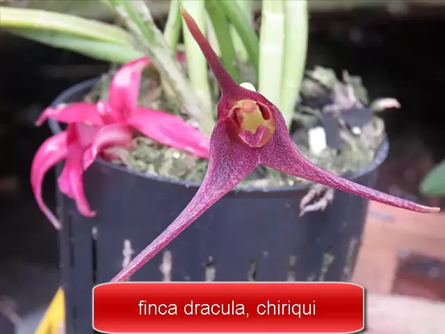 FINCA DRACULA