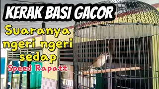 Download burung kerak basi gacor nembak dan kasar Cocok untuk masteran burung gacoan anda MP3