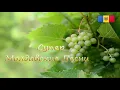 Lagu Супер Молдавские Песни 2024. Сборник  Музыки. Лучшие песни. Muzica Moldoveneasca 2024