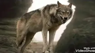 ما جتني الدنيا على الكيف ياذيب من اجمل الشيلات 