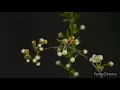 世界に一つだけの花　SMAP 歌詞付き