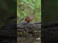 Download Lagu Pesona merdu dari Burung Streaked Laughingthrush 🎶🕊️ #mountainmelody