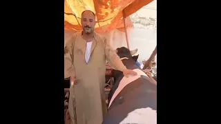 العجل وزنه طن ونص طيب بياكل ايه  بنديله مصروفه و بيجيب اللي هو عاوزه ساعات بيجيب سجاير دندنها