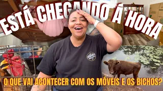 MINHA MUDANÇA PARA O BRASIL. O QUE VOU FAZER COM OS BICHOS?