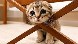Funniest Kitten Videos Ever