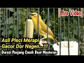 Download Lagu BURUNG PLECI MERAPI GACOR