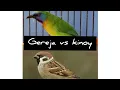 Download Lagu MASTERAN GEREJA TARUNG VS CUCAK KINOY