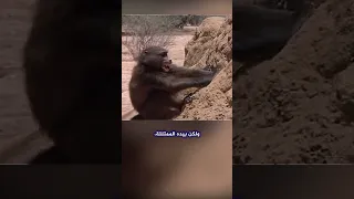 لن تصدق ذكاء هذا الرجل في العثور على الماء في الصحراء Shorts 