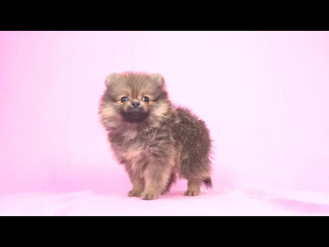 動画