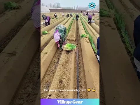 ULTIMATE Green Onion Planting! 💪 Watch Thousands of Seedlings Get Planted With Precision! #farming