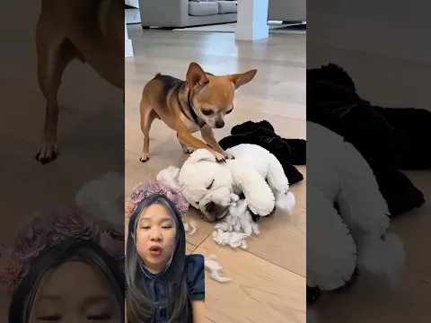 KULITNYA KOK CERAHAN DI KIRA PAPA BULDOG ANAKNYA JARANG KENA MATAHARI | Skolastika Adriana #shorts