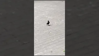                     دندنها