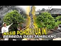 Download Lagu #123 PENDOPO | GIMANA NASIB POHON POHON TUA YANG ADA DI PENDOPO SEKARANG