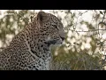 Trunks and rosetted treaures - SafariLIVE Sunrise